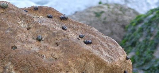 Sea Rocks, Sea Weeds, and Sea Shells on the Alexandria Seashore with Waves, A natural coastal scene from the Alexandria seashore featuring sea rocks, sea weeds, and scattered sea shells