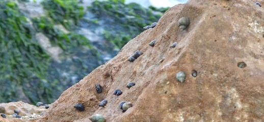 Sea Rocks, Sea Weeds, and Sea Shells on the Alexandria Seashore with Waves, A natural coastal scene from the Alexandria seashore featuring sea rocks, sea weeds, and scattered sea shells