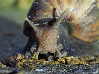 Garden snail macro closeup antenna shell slime texture night
