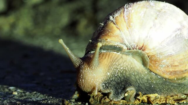 Garden snail shell antenna slime trail macro closeup wet nature scene with soft light calm mood detailed field view slow crawl