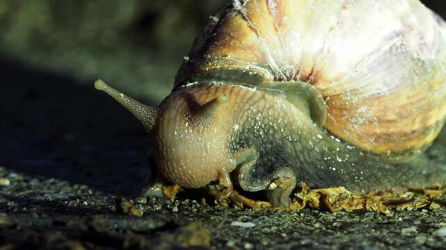 Close up snail macro shell wet slimy texture brown ground glistening calm, macro snail shell antenna slime wet texture nature