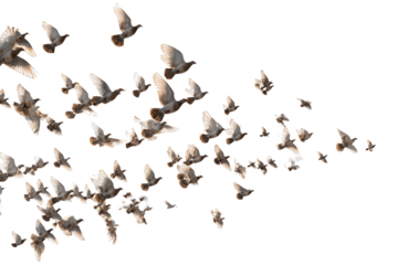 Sky filled with flock of birds in V formation isolated on transparent background