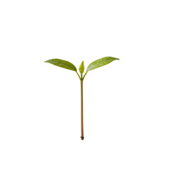 Fototapeta premium Young green seedling sprouting two leaves