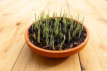 close up fresh green grass sprouts in terracotta pot, renewal and fresh beginnings with young...
