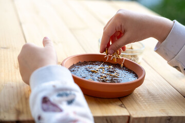 Obraz premium child's hands planting wheat seeds, soaking pet grass grain seeds, home education nature lesson, caring pet ownership responsibility, organic sprouting healthy food, fun domestic gardening activity