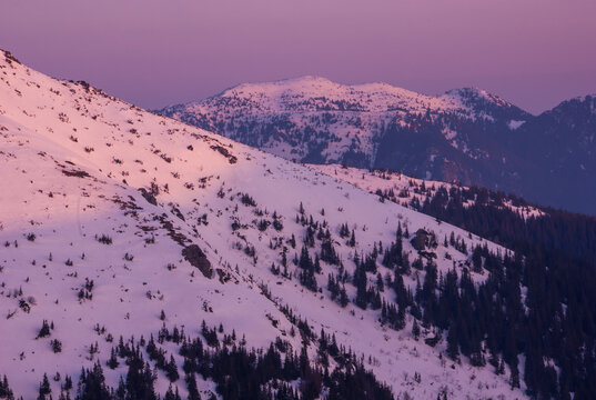 View of snow-dusted mountain slopes adorned with dark evergreens under a serene, pink-tinged sky, Rovna hola, Banskobystricky kraj, Slovakia.