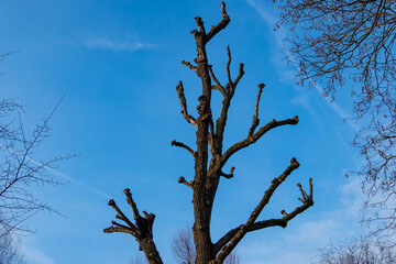 tree with heavily pruned branches against clear blue sky, cuts from crown reduction, stark silhouette bare limbs in winter or early spring, winter gardening, pruning, maintenance urban or park trees