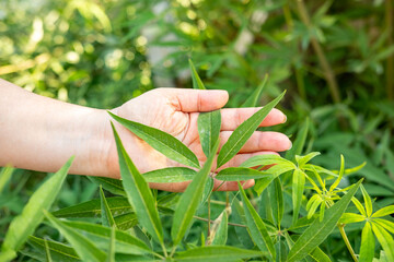 Vitex agnus castus leaf held in hand, narrow green leaflets, herbal plant, like cannabis, medicinal use, natural foliage, botany, traditional remedy, eco friendly plant, organic phytomedicine