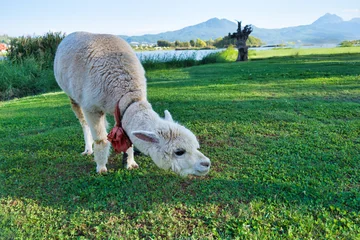 Papier peint photo Lama Bébé lama blanc dans la prairie  © fkruger