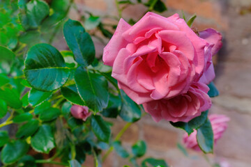 buds of pink roses branch with flowers in spring bloom on Brick texture wall, beautiful branch with blossoms, Spring Flowers, good weather, natural, natural, environmental concept, banner for designer