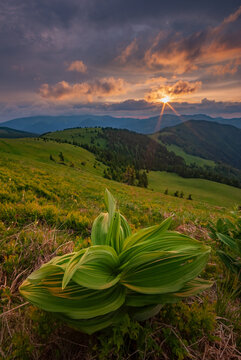 View of a ground-level lush green plant basking in the golden glow of the sunset over the rolling hills, Nova Hola, Banska Bystrica Region, Slovakia.