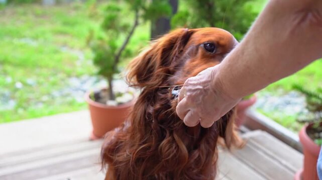 An Irish Setter barks for food. The owner feeds the dog.