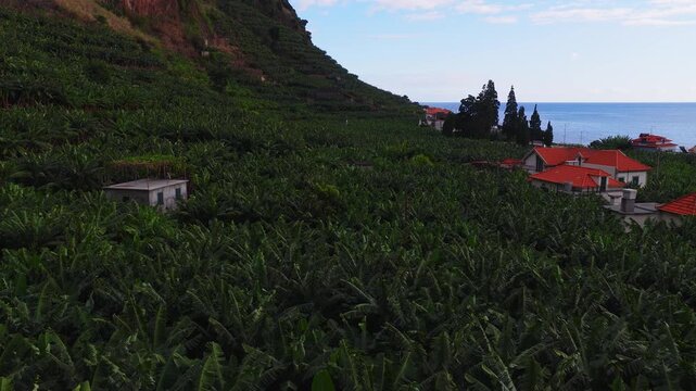 Aerial drone pan shows terraced banana plantations, red tiled houses, cypress trees, and cliff near the Atlantic on Madeira, Portugal, in bright daylight.