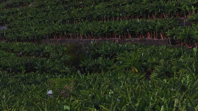 Close aerial shows stone walled terraces with banana trees in Madeira, Portugal. Blue bags cover bunches, a white outbuilding peeks through, warm late afternoon light outlines forms.