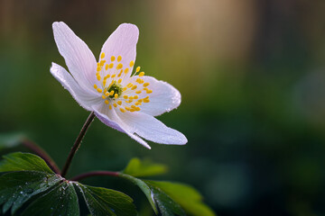 Delicate white wood anemone flower with yellow stamens covered in dew drops glistening in soft light on a dark green blurred background