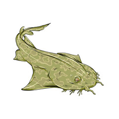 Illustration of a wobbegong fish, a type of shark found in the Raja Ampat ocean.