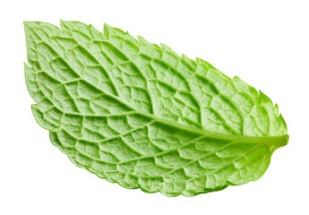 Pepper mint PNG. Mint leaf isolated on transparent. Fresh pepper mint leaf