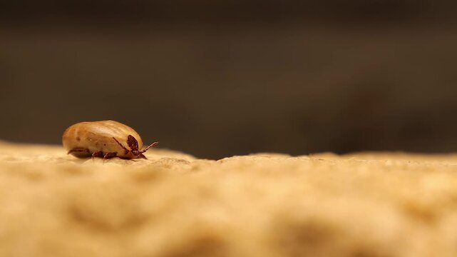 Ultra-macro video of an engorged tick crawling and searching for a host, exposing hidden anatomical details. Ideal for research, disease awareness, veterinary studies, and biology education.