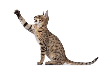 Cute young adult brown cat, sitting up side ways on an edge. Looking ahead away from camera. One paw reaching high up. Isolated on a white background..
