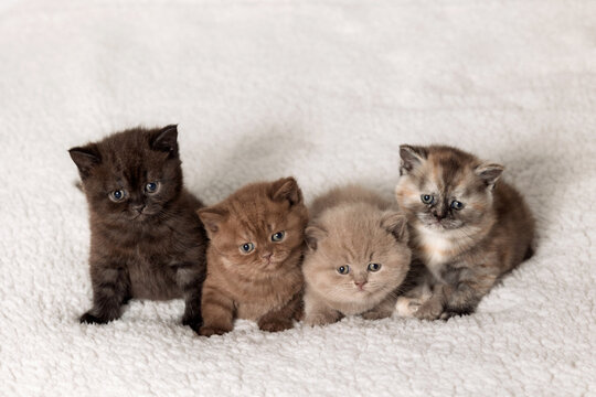 Cute British Shorthair kittens in a basket