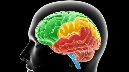 Human brain anatomy illustration with different functional areas highlighted