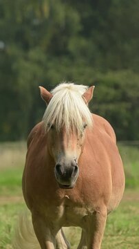 Front view of brown Haflinger horse standing in a meadow on a pasture in the rural countryside with flies on its head in Germany, Europe