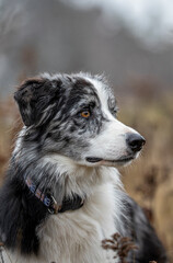 Blue merle border Collie
