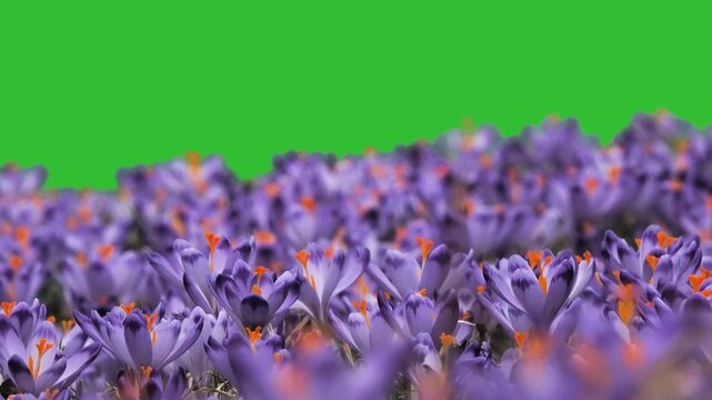 first flowers of spring, saffron, green screen