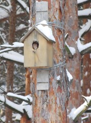 Red squirrel peeking from snowy birdhouse on pine tree in winter forest, animal shelter and woodland wildlife during cold season