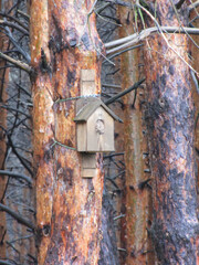 Wooden birdhouse mounted on a pine tree in dense forest, close-up view of handmade nest box on bark with dark branches and wet trunk texture