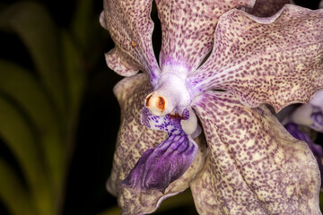 Sri Lanka, Kandy, Royal Botanic Gardens, Orchid (Orchidaceae, fam.)
