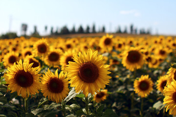 Obraz premium field of blooming sunflowers under a clear blue sky with trees in the distance