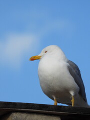natural white seagull photo on the roof	