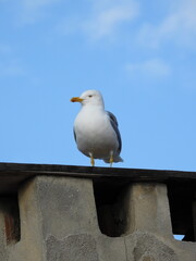 Obraz premium natural white seagull photo on the roof 