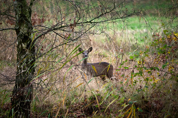 roe deer in the wild © Duvekot Fotografie