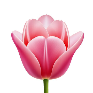 Beautiful pink tulip flower with shiny petals and green stem isolated on transparent background isoleted in a transeparent background