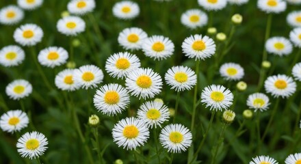 Fototapeta premium Close-up of many small white flowers with yellow centers, densely packed in a grassy field