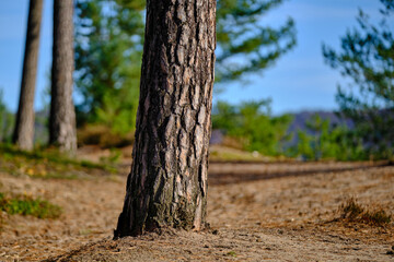 Kiefern stamm stehend mit sandigem Boden 