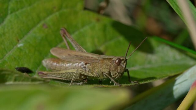 A red grasshopper (Gomphocerippus rufus) sits sideways on a green leaf. Medium shot. Lithuanian nature.