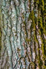 Bark on the trunk of an old tree, overgrown with moss