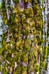 Fototapeta premium Bark on the trunk of an old tree, overgrown with moss