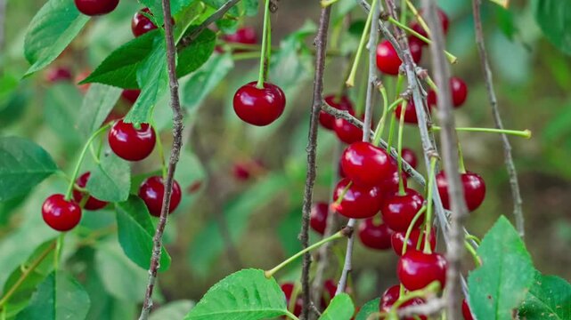 Thin branches stretch outward, covered with green foliage. Between the leaves hang bright, glossy cherries, like ruby droplets. Close-up shot.