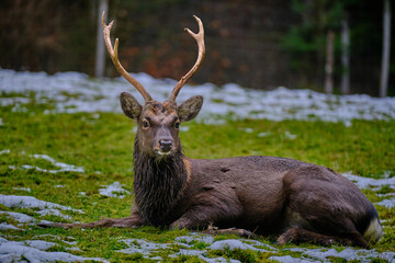 Hirsch sitzend in wiese mit Schnee 