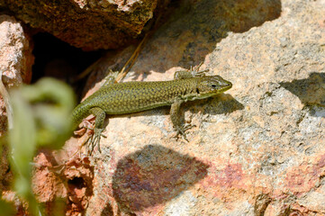 weibliche Brilleneidechse // female Moroccan rock lizard (Scelarcis perspicillata perspicillata) - Menorca, Balearen, Spanien