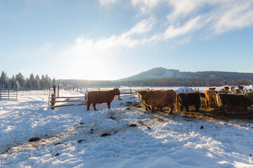 Herd of bisons stands in fenced farm enclosure surrounded by snowy winter landscape. Scene captures cold frosty day with powerful animals calmly moving through white frozen terrain.