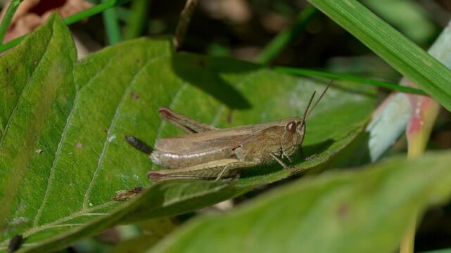 A red grasshopper (Gomphocerippus rufus) sits sideways on a green leaf. Medium shot. Lithuanian nature.