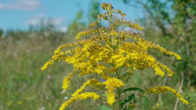 On the tall stems of Canadian goldenrod (Solidago canadensis) with green leaves and yellow flowers. A close-up shot, swaying in the wind.