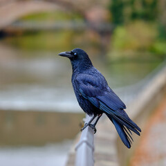 Rabe auf Gel&auml;nder
