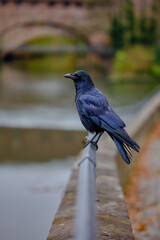 Rabe auf Gel&auml;nder 