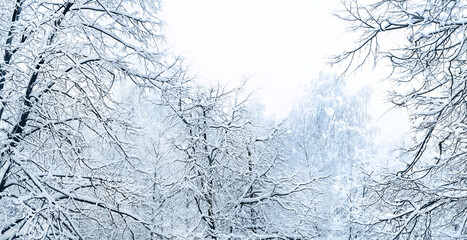 winter nature background. Beautiful snowy tree branches, winter forest landscape. snowfall, frosty cold weather forecast. christmas, new year holidays atmosphere. template for design.